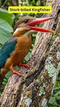 Rare Birds You've Never Seen Before! #nature #birds #wildlife