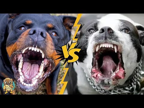 PITBULL VS ROTTWEILER - Ultimate Dog Breed Battle for Dominance