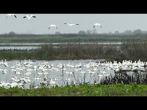 Hiking Trail - Bird Watching - Merced National Wildlife Refuge |12/18/2025