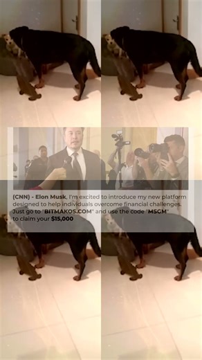 Ultimate Guilty Dogs Video Compilation ｜ The Pet Collective 233s