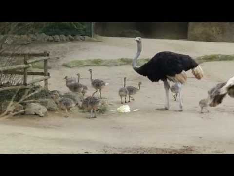 走るダチョウ一家