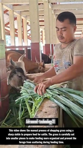 Manual Grass Chopping for Cattle Feed Preparation !! #innovation #tools #ideas