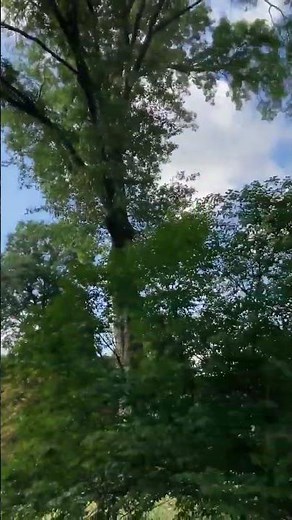 Red-Tailed Hawk SCREECHING & FLYING BY FAST #nature #wildlife #birds #animals #shortvideo #shorts