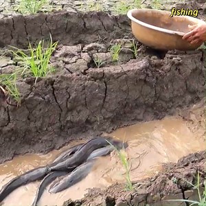 2.8K views · 87 reactions | Hand Fishing Techniques for Abundant Catfish Catches! | Fishing | Facebook