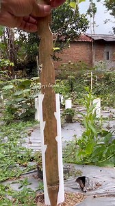 Basic training program for cascade bonsai 🌿 #bonsaitree #bonsai #fblifestyle #diy | Asep Bonsai