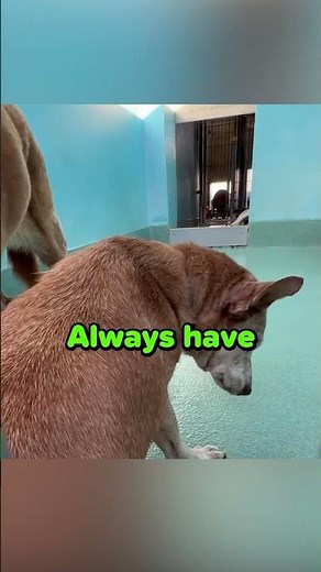 A Second Chance for Two Grieving Dogs ❤️