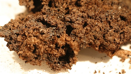 Flies Can Dig For Corpses 2 Meters Deep And Enter Coffins To Lay Eggs