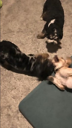 Who needs an alarm clock when you have these three? 🐶⏰
