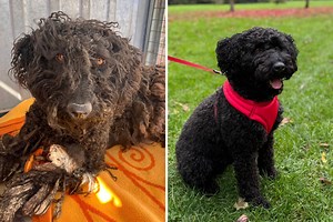 I Adopted a Nervous Dog—I Can’t Believe What She Did on Her First Day