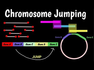 Chromosome Jumping | Jumping Genes |