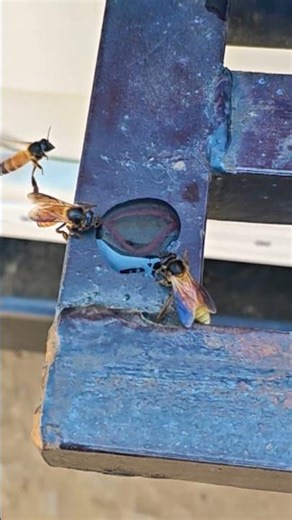 bee amazing short#wildlife