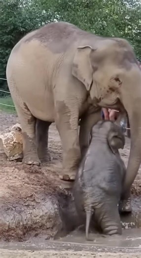 Mother elephant rescues her baby from the mud 🐘💦 Baby cries but mom pulls it up — so heartwarming! #elephant #funny #babyelephant #elephantlove #elephantlovers #animals #animallover #wildlife #zoo #playtime #playing #rescues #rescueanimals | Daily Elephant