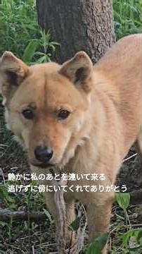 Oimo-chan, the rescued stray dog who stays right by my side despite not being tamed yet 06/06/2026