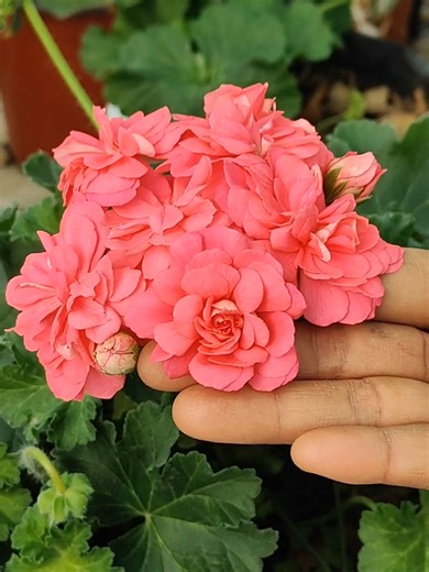 Repotting Exotic Geraniums: A Step-by-Step Guide