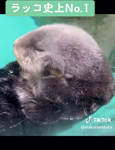 ラッコかわいい - ラッコ史上No.1 #動物のいる生活