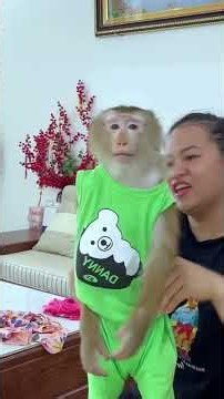 Bibi monkey verry smart #bibi #lala