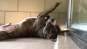 9.2K views · 134 reactions | Euthanized 9/6/19  UPDATE 9/6/19:...