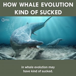 120K views · 3K reactions | How Whale Evolution Kind Of Sucked  | Eons • PBS | Facebook