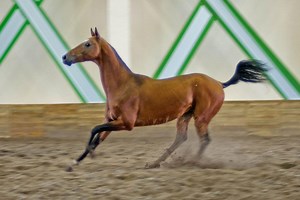 Video: Turkmenistan Akhal-Teke is the world's oldest horse