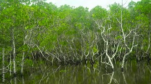 Mangrove trees in the water on a tropical island. An ecosystem in the Philippines, a mangrove forest. Mindanao, Philippines.