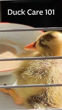 Duckling Care: Water, Space and Bathing Stages #duckcare #ducklingcare