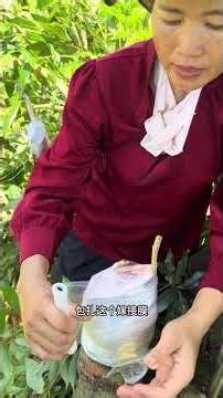 Title: Master Large Branch Survival: The Ultimate Grafting Guide in China