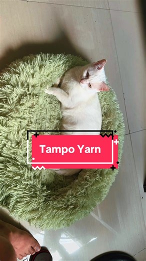 Tampo Yarn! From this moment na madaming sharp at flat notes😂 #fyppppppppppppppppppppppp #catsoftiktok #viral #cat #sleepingmickeycat