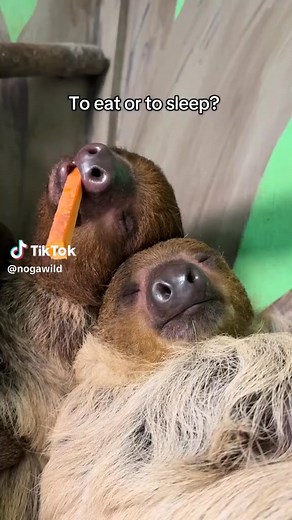 1.8K views · 46 reactions | In our Sloth Experience, you come inside the sloth house and get to meet, feel, and feed our ambassador sloths! They usually know people time is treat time and climb around, but when you have to sleep 15-20 hours a day to feel rested, we cannot guarantee some of them won’t be sleeping! #NOGAWILD #ambassadoranimal #slothexperience #meetasloth #clevelandgeorgia | North Georgia Wildlife & Safari Park - Nogawild | Facebook