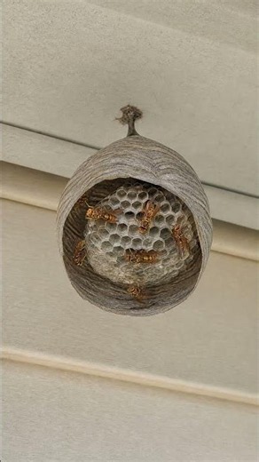How do wasps build their nests so fast? #shorts #facts #wasp #hornet #fast #plsgoviral #how