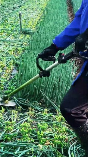 Leek removal process for clean and efficient field harvesting