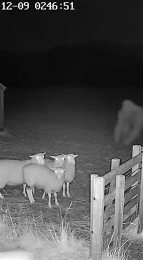 Night Vision Camera Captures 2 Monster Attacking Sheep… Until a Brave Dog Steps In!
