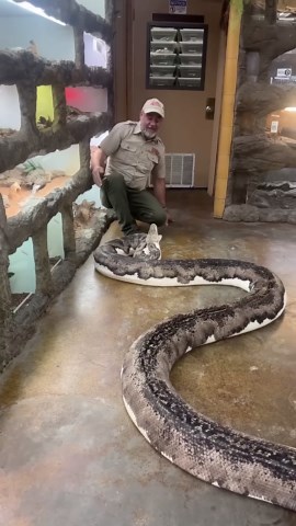 Wildlife handler loses boot as python snaps during handling