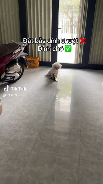 Cách Nuôi Chó Poodle Đơn Giản Tại Nhà