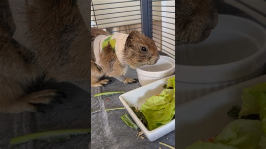 Prairie Dog Rinses After Antibiotics, On the Mend