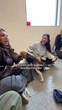 rescued beagles meeting other dogs after years in cages #heartwarming #rescue