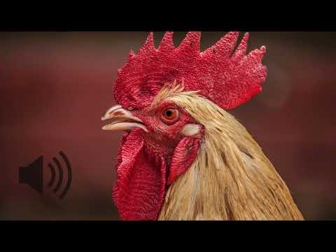 Authentic Rooster Crowing Sound Effect | High-Quality & Copyright Free