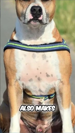 American Staffordshire Terrier vs American Pit Bull Terrier - Key Differences and Characteristics