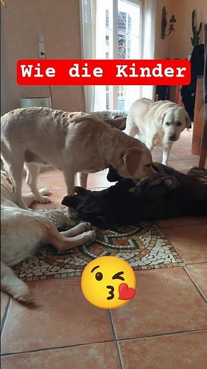 🤩 So schön.❤️ Wie Kinder, wenn die Labrador Damen einfach miteinander spielen #labrador #labradordog