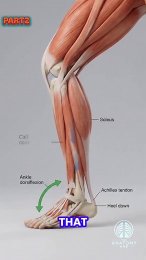 **Title:** From Ankle Mobility to Achilles Strength | 3D Anatomy Breakdown Improving ankle dorsiflexion is only part of the process. This 3D anatomy breakdown shows how ankle mobility, gastrocnemius and soleus function, controlled calf strengthening, and progressive Achilles loading can work together. The sequence progresses from ankle mobility and controlled heel raises to single-leg loading and return-to-running mechanics. The goal is not to eliminate load from the Achilles tendon, but to prog