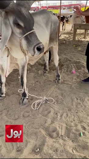 مویشی منڈی میں چاند بیل توجہ کا مرکز بن گیا #BOLNews #BreakingNews #EidulAzha #CattleMarket #Karachi #WhoToFollow #WhatToWatch