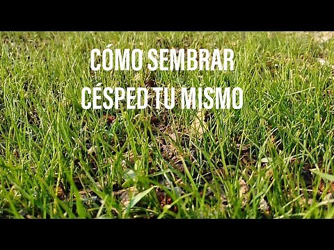 How to Plant Grass from Seed in Your Garden 2019 - La huerta M