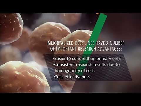 Immortalized Cell Lines