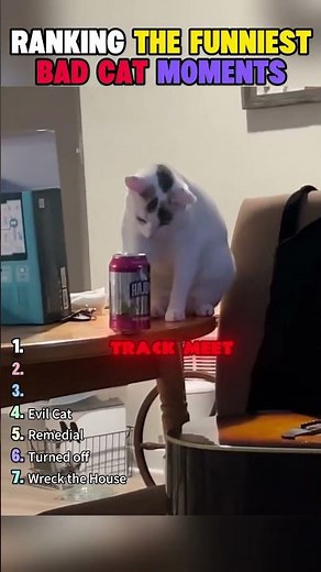 Ranking the absolute funniest bad cat moments!#shorts