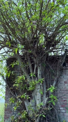 #horror #paranormal #creepy #paranormal #horror