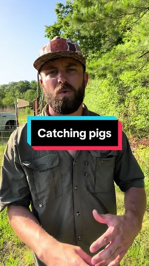 Wild Hogs: Surprising Facts and Effective Trapping Techniques