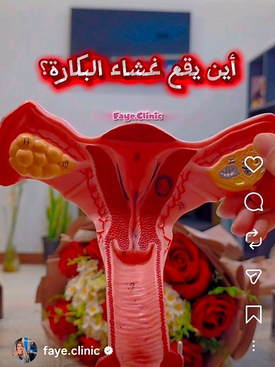 غشاء البكارة يقع عند مدخل المهبل، وليس عميقًا داخله. التوضيح ببساطة: هو غشاء رقيق يحيط بفتحة المهبل جزئيًا. يبعد عادةً 1–2 سم فقط عن الخارج. له فتحة أو أكثر تسمح بمرور دم الدورة الشهرية. شكله يختلف من فتاة لأخرى (حلقي، هلالي، غربالي… إلخ). معلومة مهمة جدًا: غشاء البكارة ليس دليلًا قاطعًا على العذرية، وقد يكون: مرنًا ولا يتمزق مع الجماع، أو يتمدد/يتأثر بالرياضة، السقوط، أو الفحوصات الطبية، وبعض الفتيات يولدن بدونه أصلًا.