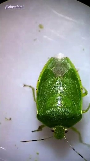 Green Stink Bug Under Microscope (7x-45x)