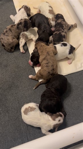 The most precious Mini Australian Labradoodles you’ll ever see guaranteed! 🐶 🐾 ❤️ | Doodles & Dineros/The Rustic Pup