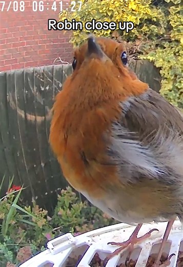 English Garden Bird Cam on TikTok
