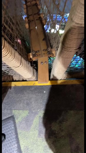 Gator Crossing 😂😂 | Melissa Chipps